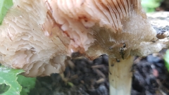 Volvopluteus gloiocephalus