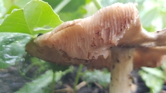 Volvopluteus gloiocephalus