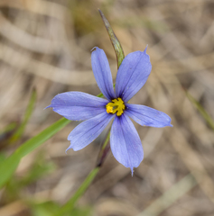 Sisyrinchium mucronatum