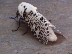 Zeuzera multistrigata