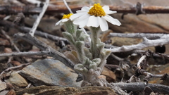 Eriophyllum wallacei rubellum