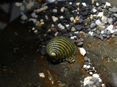 Nerita costata