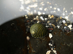 Nerita costata