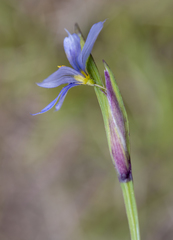 Sisyrinchium mucronatum