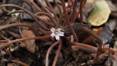 Claytonia parviflora viridis