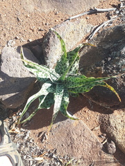 Ledebouria inquinata