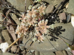 Chaetonychia cymosa