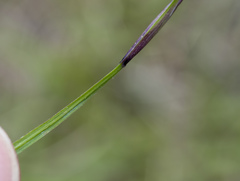 Sisyrinchium mucronatum