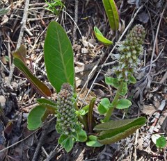 Veronica plantaginea