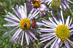 Anastrangalia laetifica