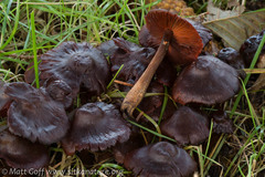 Cortinarius smithii
