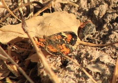 Phyciodes phaon phaon