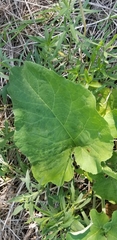 Arctium