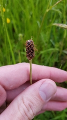 Plantago lanceolata