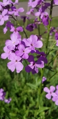 Hesperis matronalis