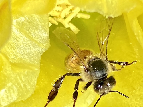 iNaturalist observation photo of Western Honey Bee