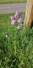 Hesperis matronalis