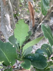 Elaeodendron xylocarpum