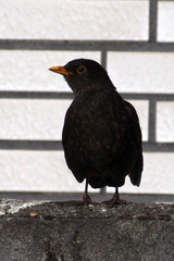 Turdus merula