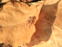 Habronattus forticulus