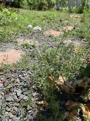 Gilia capitata capitata