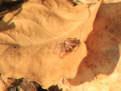 Habronattus forticulus