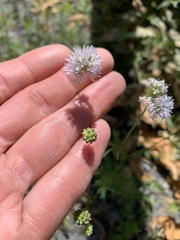Gilia capitata capitata