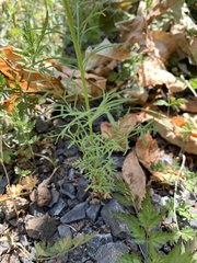 Gilia capitata capitata