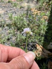 Gilia capitata capitata