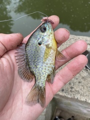 Lepomis gibbosus