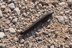 Acanthoiulus fuscipes