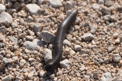 Acanthoiulus fuscipes