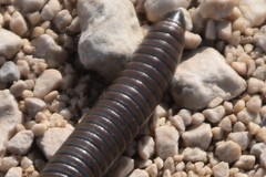 Acanthoiulus fuscipes