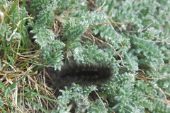 Gynaephora groenlandica