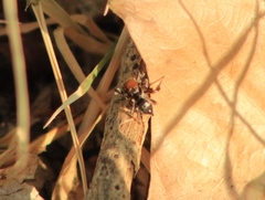 Habronattus forticulus