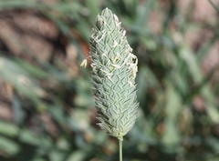 Phalaris minor