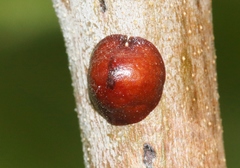 Parthenolecanium corni