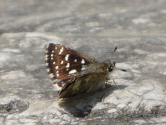 Spialia galba
