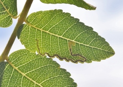 Stigmella longisacca