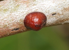 Parthenolecanium corni