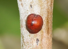 Parthenolecanium corni