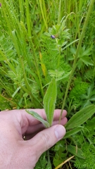 Plantago lanceolata