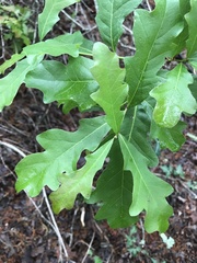 Quercus sinuata breviloba