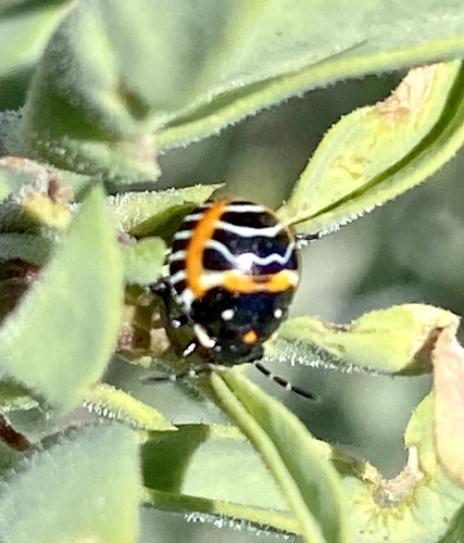 iNaturalist observation photo of Harlequin Bug