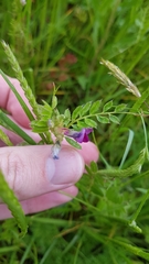 Vicia sativa