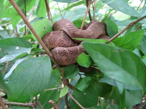 Central African Egg-eating Snake