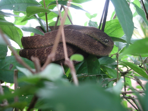 Central African Egg-eating Snake