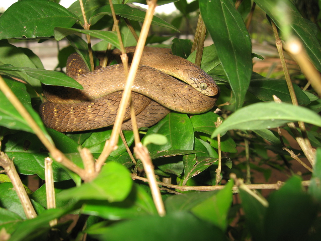 Central African Egg-Eating Snake