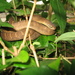 Central African Egg-eating Snake - Photo (c) Ben P, some rights reserved (CC BY), uploaded by Ben P