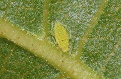 Chromaphis juglandicola